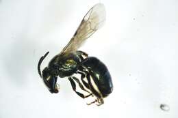 Image of Lasioglossum