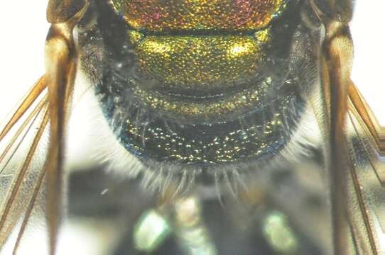 Image of Lasioglossum
