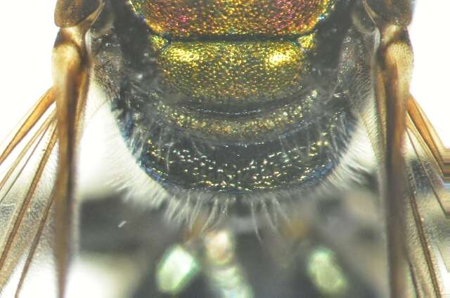 Image of Lasioglossum