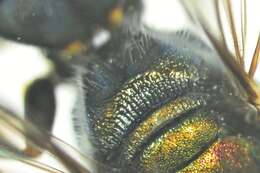 Image of Lasioglossum