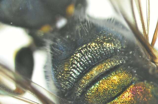 Image of Lasioglossum