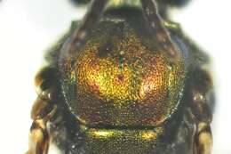 Image of Lasioglossum