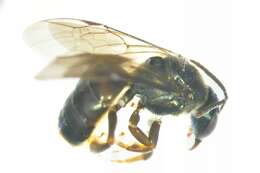 Image of Lasioglossum