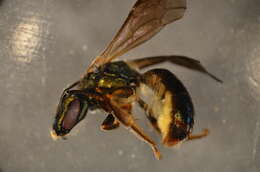 Image of Lasioglossum