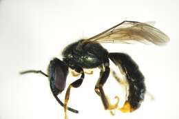 Image of Lasioglossum