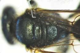 Image of Lasioglossum