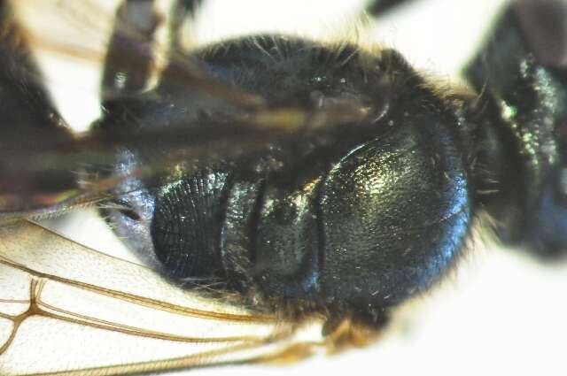 Image of Lasioglossum