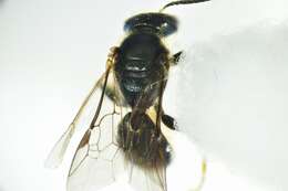 Image of Lasioglossum