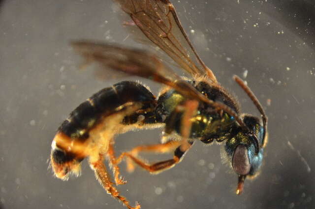 Plancia ëd Lasioglossum