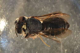 Image of Wood-nesting bee