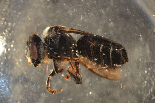 Image of Wood-nesting bee