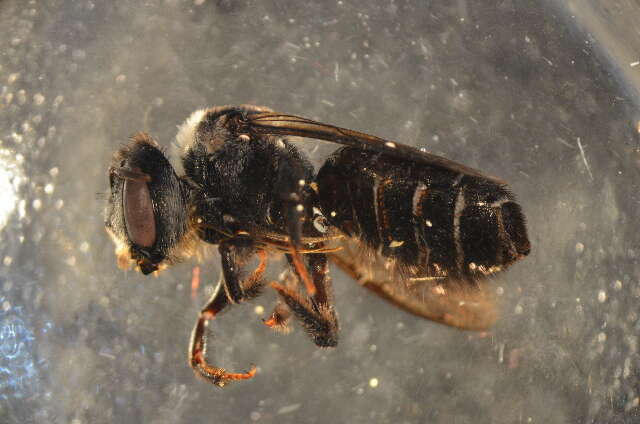 Image of Wood-nesting bee