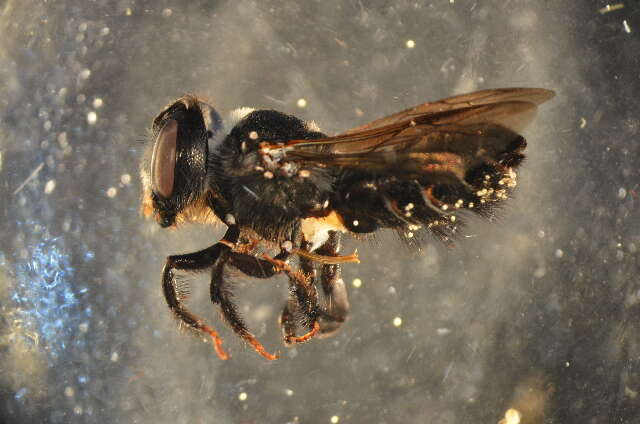 Image of Wood-nesting bee