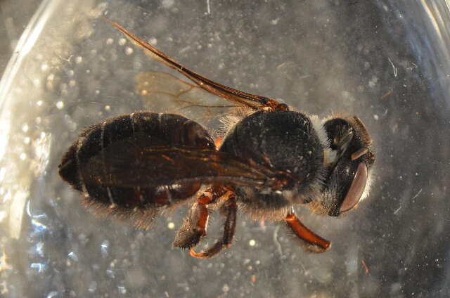 Image of Wood-nesting bee