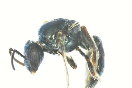 Image of Lasioglossum bremerense (Rayment 1931)