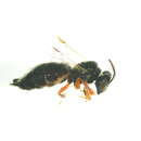 Image of Exoneurella tridentata (Houston 1976)