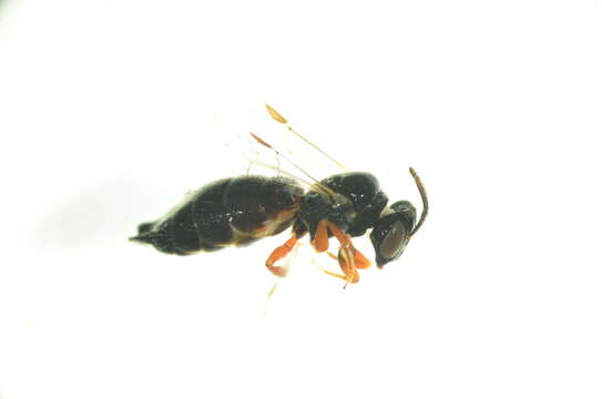 Image of Exoneurella tridentata (Houston 1976)