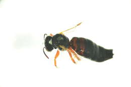 Image of Exoneurella tridentata (Houston 1976)