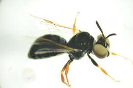 Image of Exoneurella tridentata (Houston 1976)