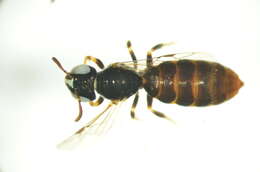 Image of Exoneurella setosa (Houston 1976)