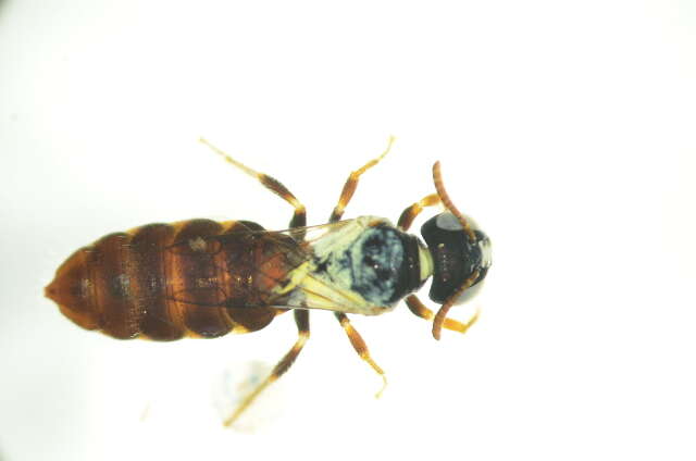 Image of Exoneurella setosa (Houston 1976)