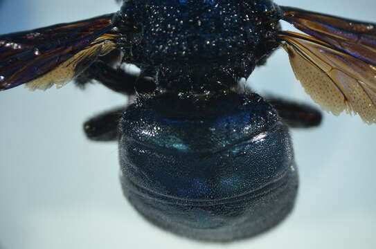 Image of Xylocopa