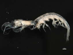 Image of krill