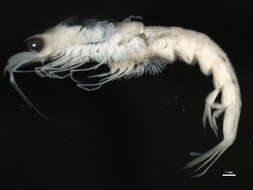 Image of krill