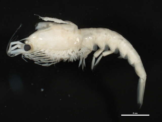 Image of krill