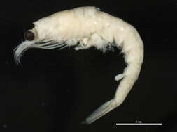 Image of krill