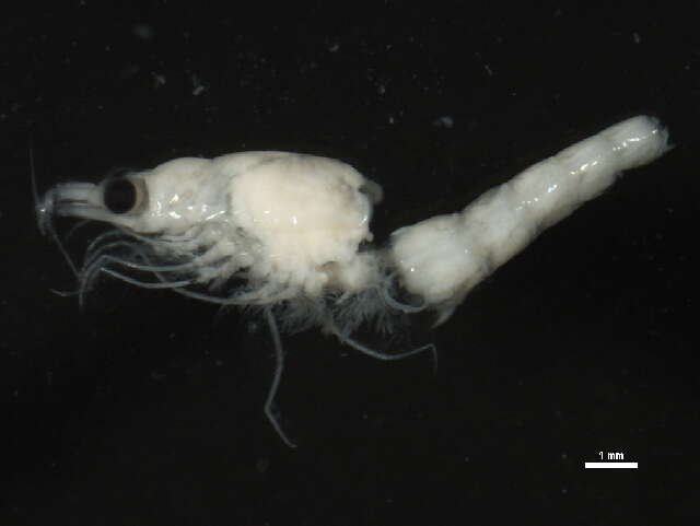 Image of krill