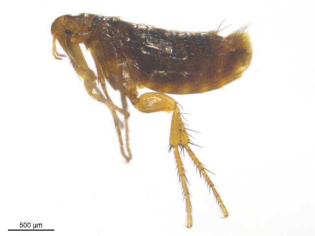 Image of <i>Ceratophyllus vison</i>