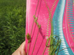 Image of broom sedge