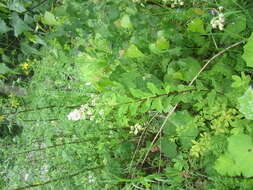 Image of Broad-Leaf Meadowsweet