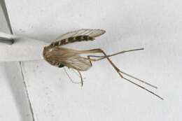 Image of Floodwater Mosquito