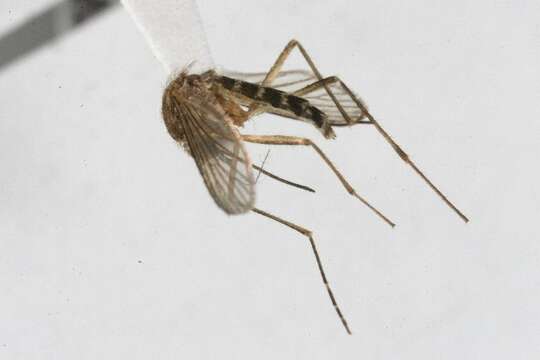 Image of Floodwater Mosquito