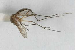 Sivun Aedes canadensis (Theobald 1901) kuva