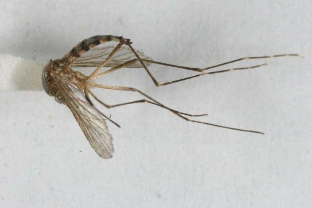 Sivun Aedes canadensis (Theobald 1901) kuva