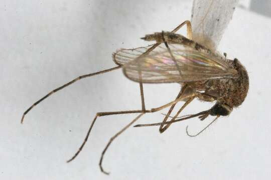 Sivun Aedes cantator (Coquillett 1903) kuva