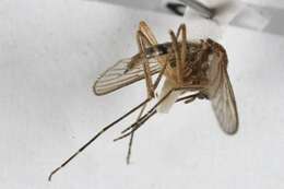 Image de Aedes cantator (Coquillett 1903)