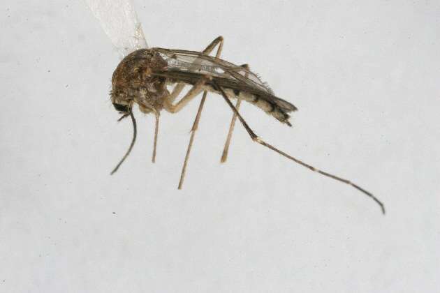 Image of Floodwater Mosquito