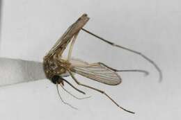 Image of Floodwater Mosquito