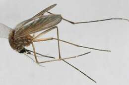 Image of Floodwater Mosquito