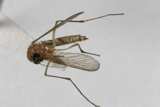 صورة Aedes cinereus Meigen 1818