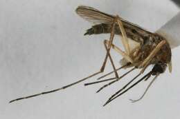 Image de Aedes cantator (Coquillett 1903)