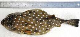 Image of Broadbarred Toadfish