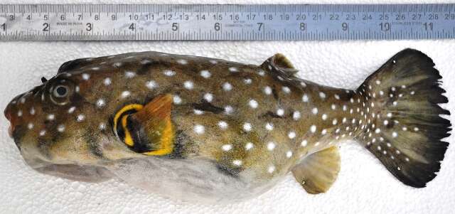 Image of Broadbarred Toadfish