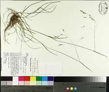 Image de Poa saltuensis Fernald & Wiegand