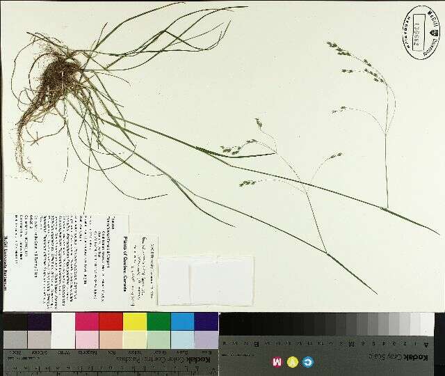 Image de Poa saltuensis Fernald & Wiegand