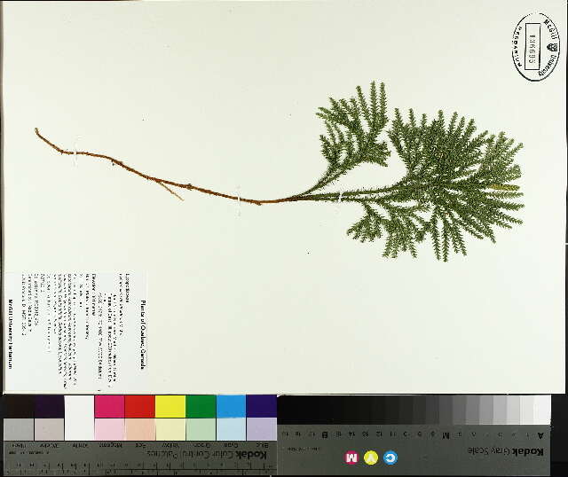 Image de Dendrolycopodium dendroideum (Michx.) A. Haines